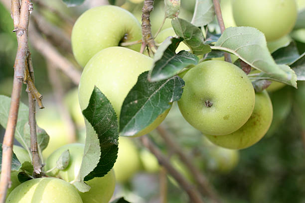 Green Apples